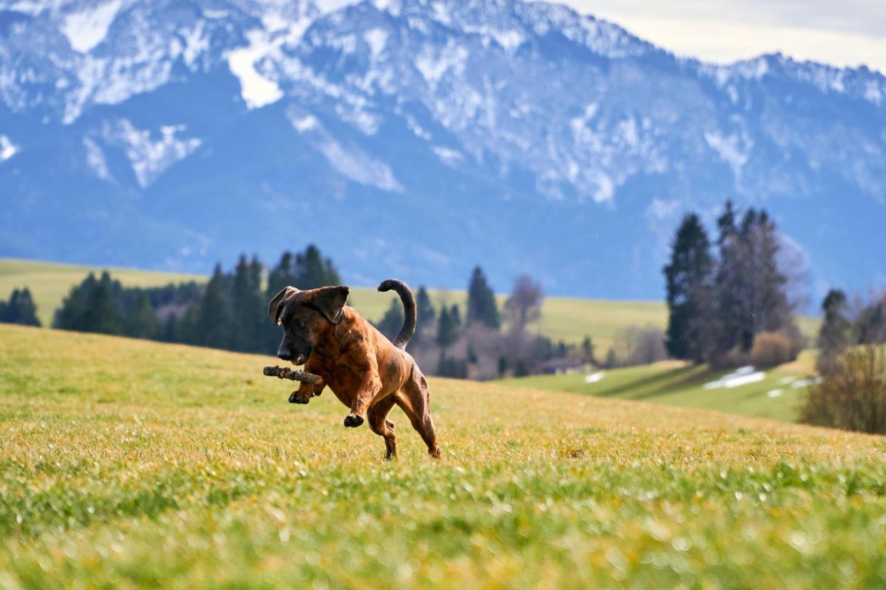 Ferienwohnung Griabig Schwangau Exteriér fotografie